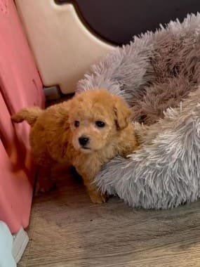 Caniche_Milo_C