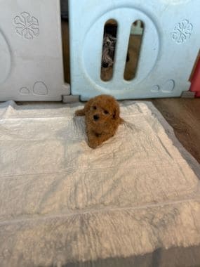 Caniche_Milo_D