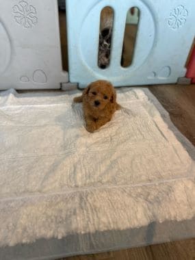 Caniche_Milo_E
