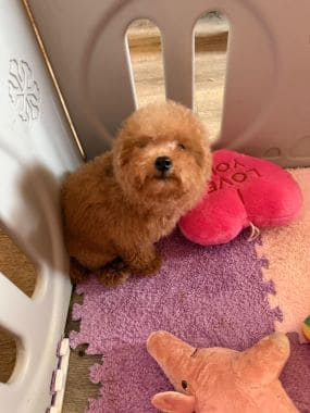 Caniche_Miri_C
