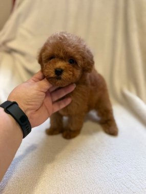 Caniche Mirra De Logroño D