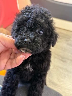 Caniche_Morgan_B