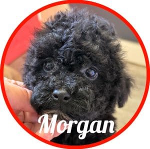 Caniche_Morgan