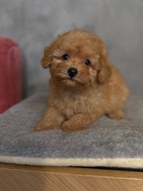 Caniche_Nilo_A