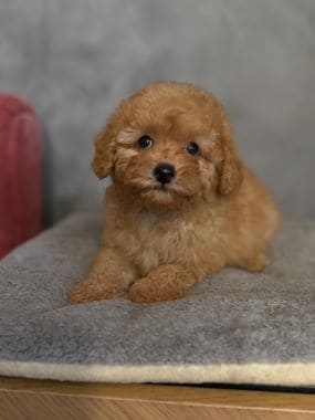 Caniche_Nilo_B