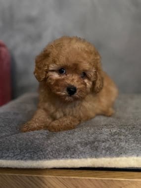 Caniche_Nilo_C