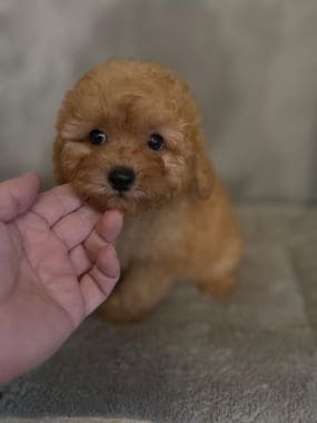 Caniche_Nilo_D