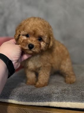 Caniche_Nilo_F