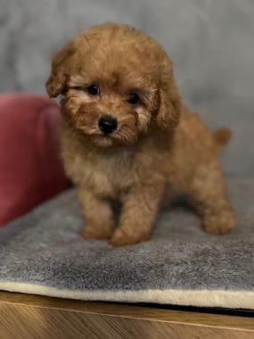 Caniche_Nilo_G