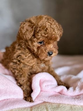 Caniche_Panchito_A