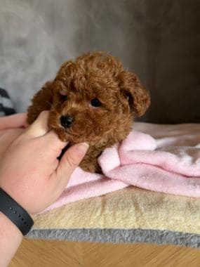 Caniche_Panchito_B