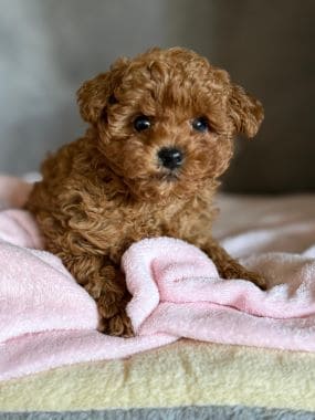 Caniche_Panchito_C