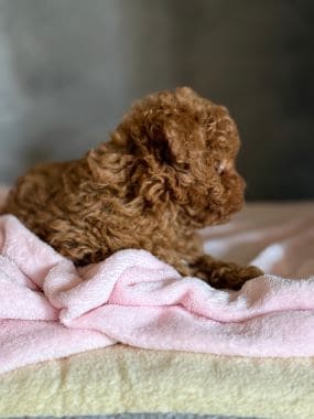 Caniche_Panchito_D