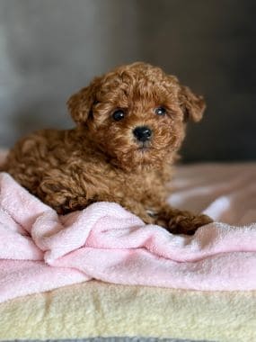 Caniche_Panchito_E