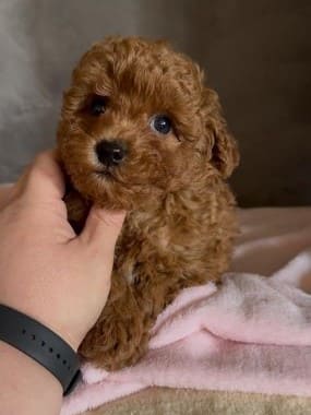 Caniche_Panchito_F