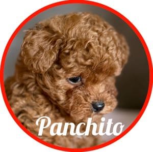 Caniche_Panchito