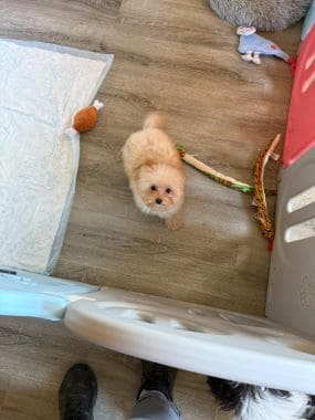 Caniche_Pulguita_A
