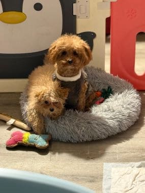 Caniche_Pulguita_D