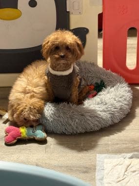 Caniche_Pulguita_E