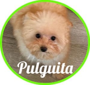 Caniche_Pulguita