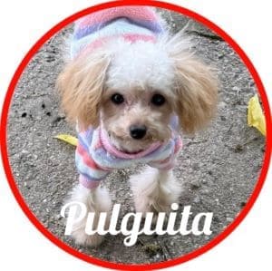 Caniche_Pulguita