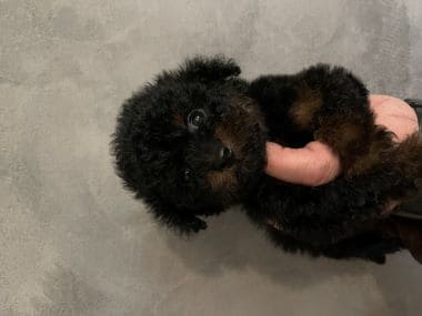 Caniche_Rambo_A