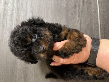 Caniche_Rambo_B
