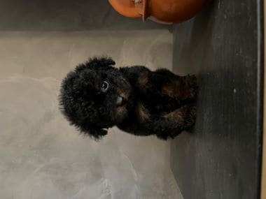 Caniche_Rambo_C