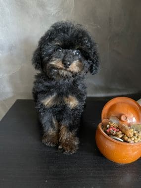 Caniche_Rambo_D