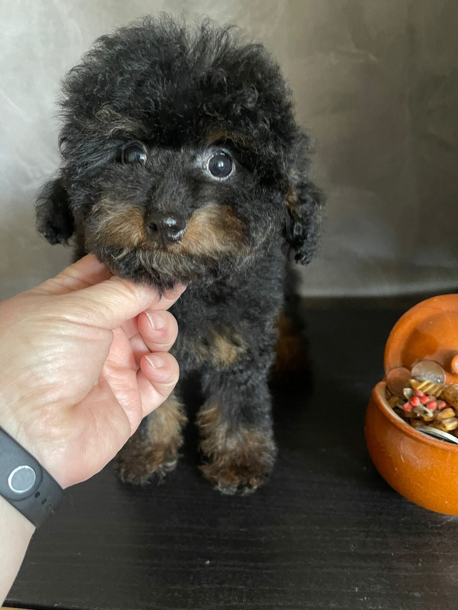 Caniche_Rambo_D