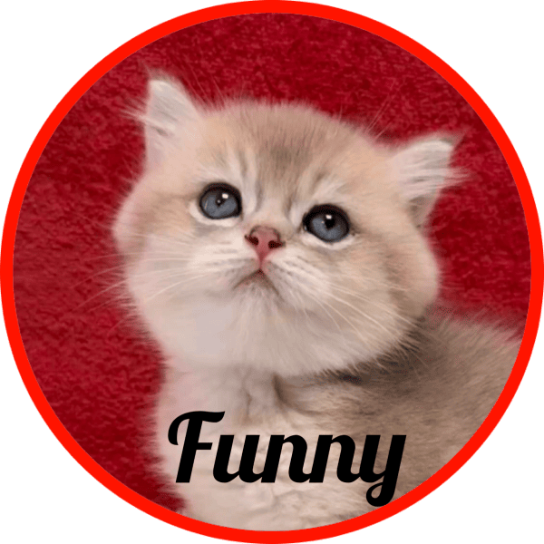 Gato Funny