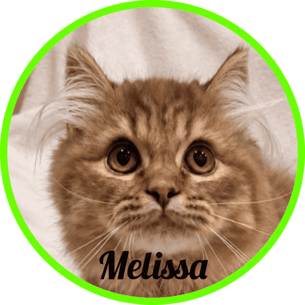 Gato Melissa