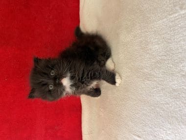 Gato_scottish_fold_fofito_B