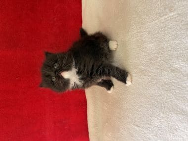 Gato_scottish_fold_fofito_C
