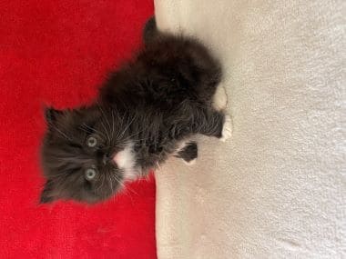 Gato_scottish_fold_fofito_D