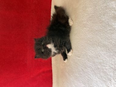 Gato_scottish_fold_fofito_D