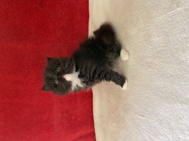 Gato_scottish_fold_fofito_D