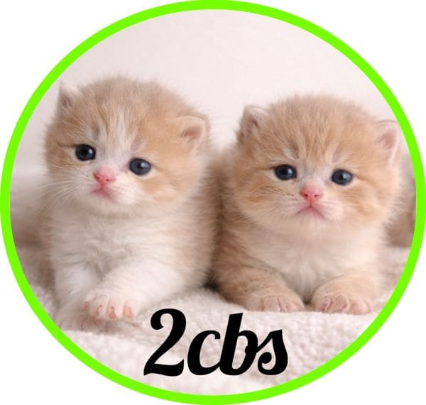 Gato 2cbs