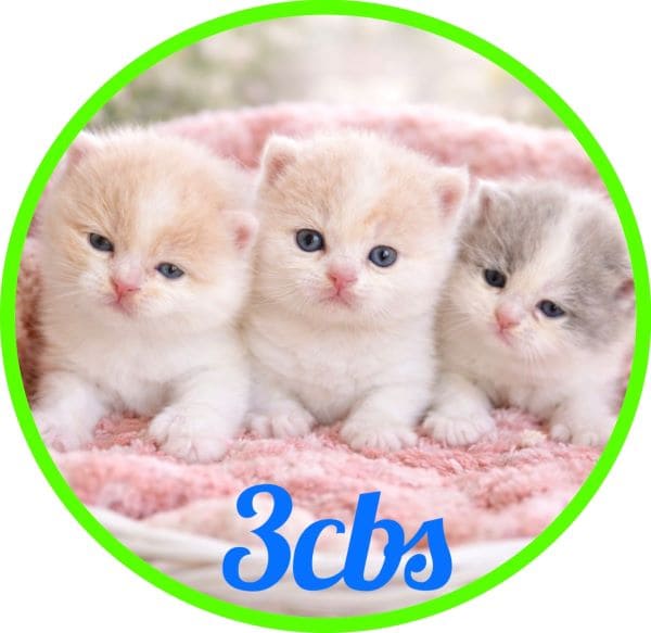 Gato 3cbs