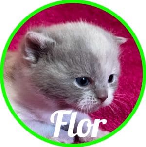 Gato_Flor