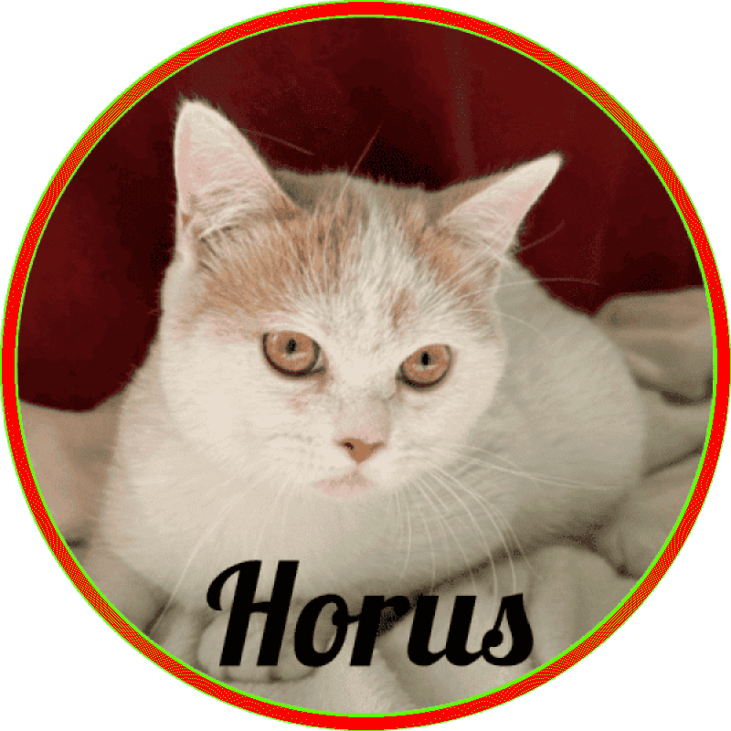 british_shorthair Horus