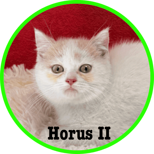 Gato Horus