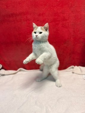 British Shorthair Keko De Logroño C