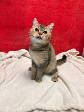 British Shorthair Mack De Logroño B