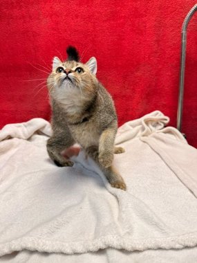 British Shorthair Mack De Logroño G