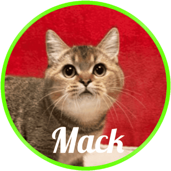 british_shorthair Mack De Logroño