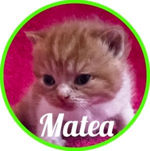 Gato_Matea