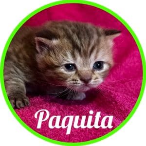 Gato_Paquita