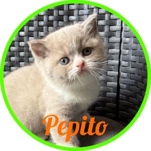 Gato_Pepito