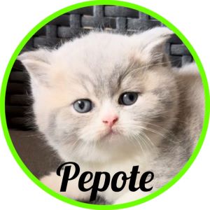 Gato_Pepote
